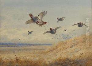 Partridge In Flight by Archibald Thorburn