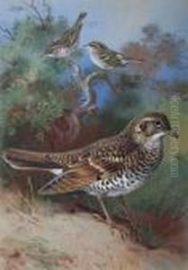 'yellow Browed Warbler, Pallas Willow Warbler,white's Thrush' by Archibald Thorburn