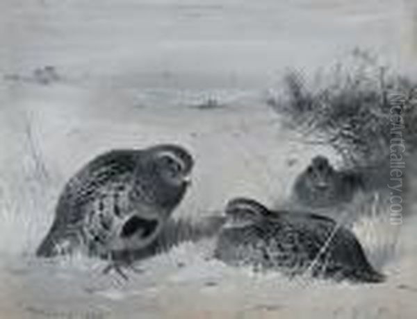 Partridge In The Snow - view 1