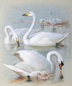 'bewick's Swan, Whooper Swan And Muteswan' by Archibald Thorburn