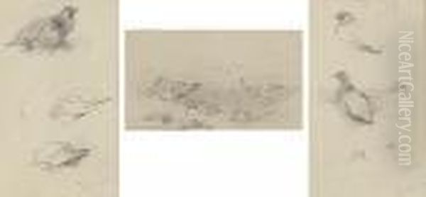 Three Studies Of Grouse - view 1
