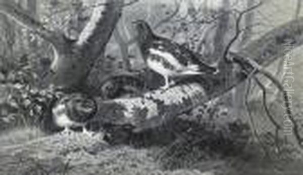 Foraging Grouse - view 1