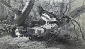 Foraging Grouse