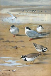 Ringed Plovers And Terns by Archibald Thorburn