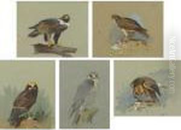 Eagles And Hawks - view 1