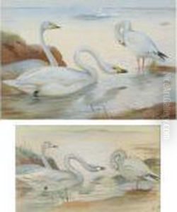 Bewick's Swan And Snow-goose by Archibald Thorburn