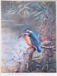 Kingfisher.