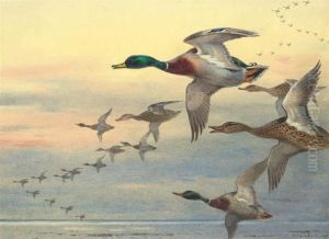 Mallard In Flight Over The Coast At Dusk by Archibald Thorburn