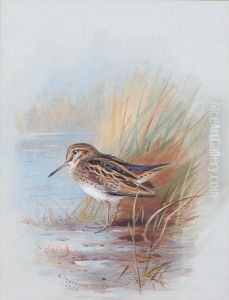A Snipe Amongst Reeds