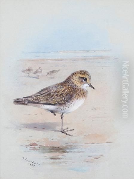 A Golden Plover On The Shore - view 1