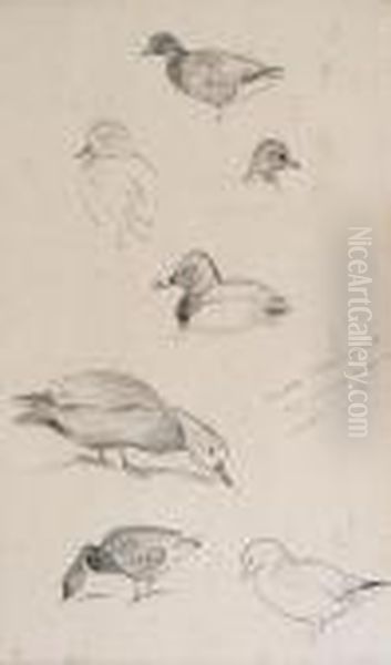 Studies Of Ducks - view 1