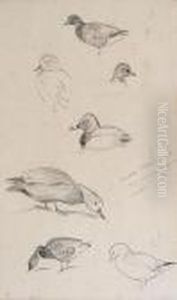 Studies Of Ducks by Archibald Thorburn