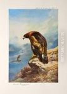 Birds Of Prey