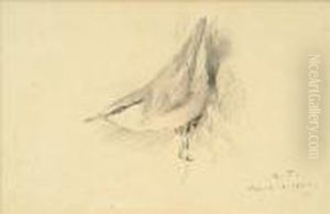 Nuthatch
