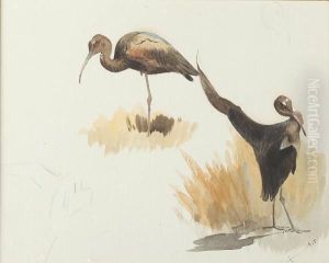 Studies Of A Wader by Archibald Thorburn