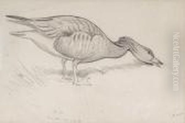 Studies Of Geese And Ducks - view 1