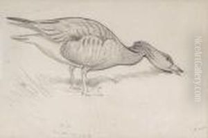 Studies Of Geese And Ducks by Archibald Thorburn