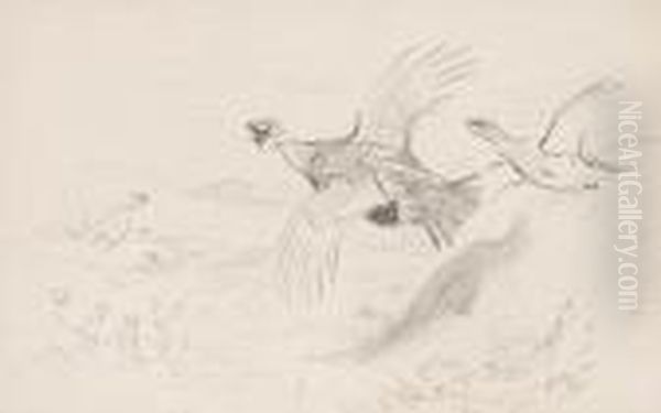 Studies Of Grouse - view 1