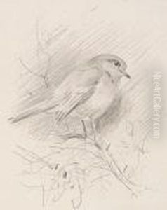 Studies Of Finches, A Set Of Three Pencil Sketches Framed As One by Archibald Thorburn