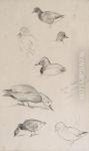Studies Of Ducks, A Set Of Three Pencil Sketches Framed As One
