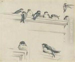 Studies Of House Martins