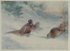Pheasant And Hens