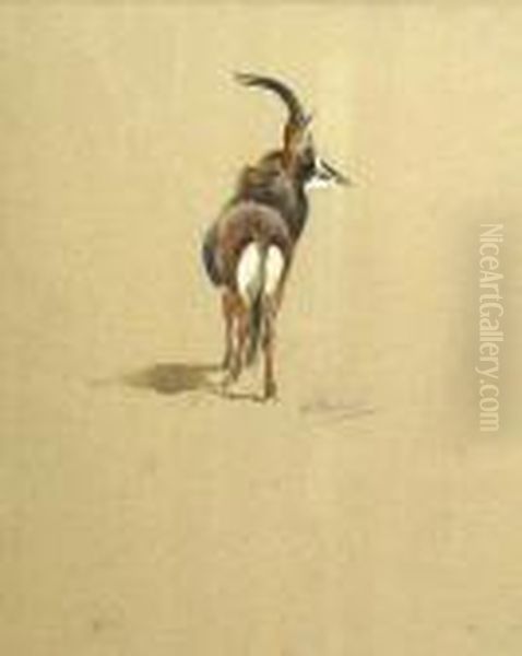 A Study Of A Kudu - view 1