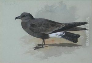 Madeiran Fork-tailed Petrel