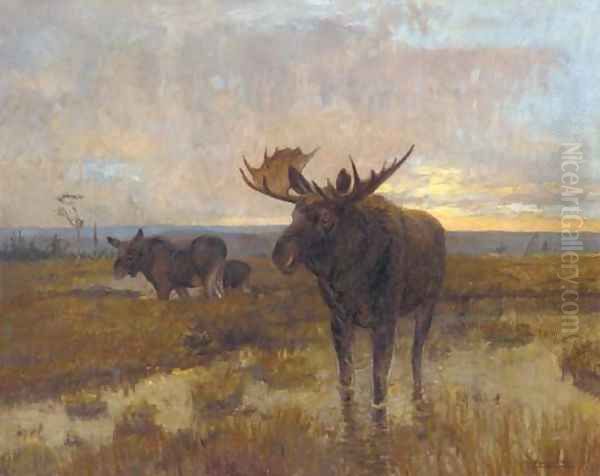 Moose on the marshes, dusk - view 1