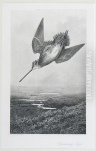 Jack Snipe; Drumming Snipe by Archibald Thorburn