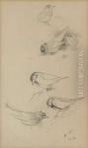 Two Sheets Of Studies Of Birds Including Finches, Blue Tits And Thrushes