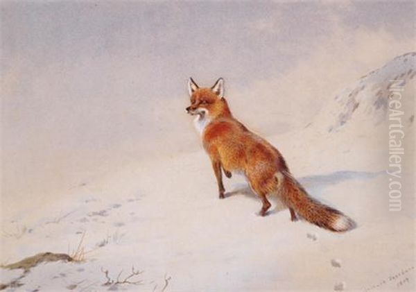 Fox In The Snow - view 1