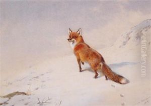 Fox In The Snow by Archibald Thorburn