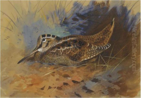 Woodcock - view 1