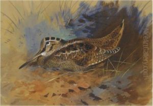 Woodcock by Archibald Thorburn