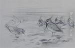 Winter Lapwings And Golden Plover