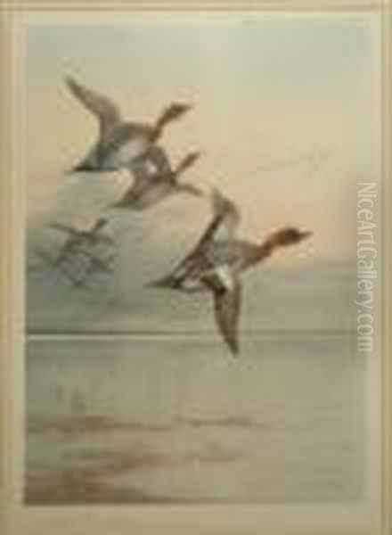 Teal In Flight - view 1