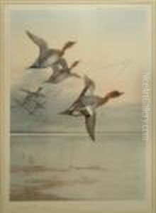Teal In Flight by Archibald Thorburn
