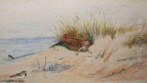 Woodcock And Turnstone In Sand Dunes With Coast Beyond thumbnail