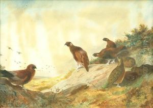 Grouse