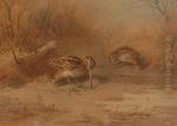 Marshbirds - view 1