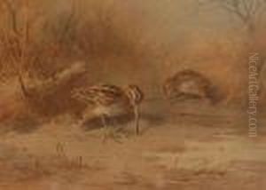 Marshbirds by Archibald Thorburn