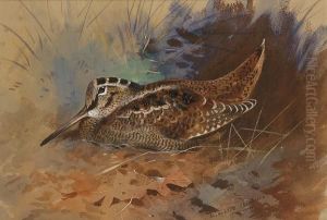 A Woodcock by Archibald Thorburn