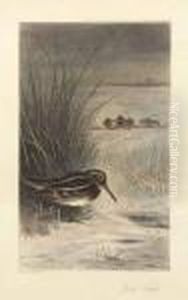 Jack Snipe by Archibald Thorburn
