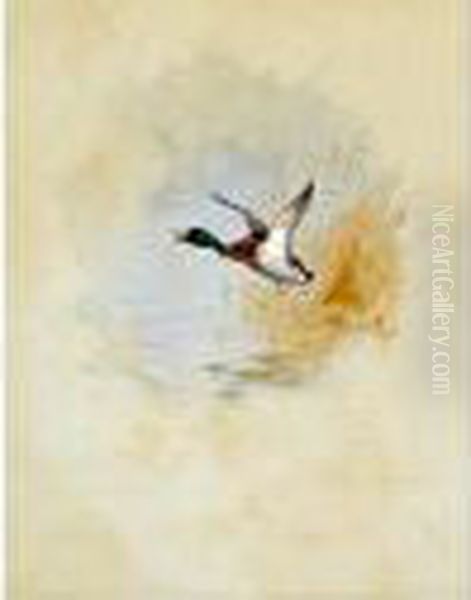 Mallardrising Watercolour 8 In X 6.5 In - view 1