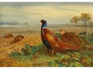 Pheasantsin A Field