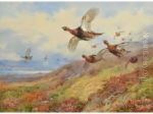 Redgrouse In Flight by Archibald Thorburn