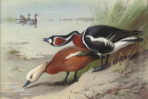 A Ruddy Shelduck And A Red-breasted Goose At The Water's Edge - view 1