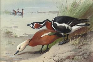 A Ruddy Shelduck And A Red-breasted Goose At The Water's Edge by Archibald Thorburn