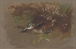 Study Of A Woodcock Amongst Foliage by Archibald Thorburn